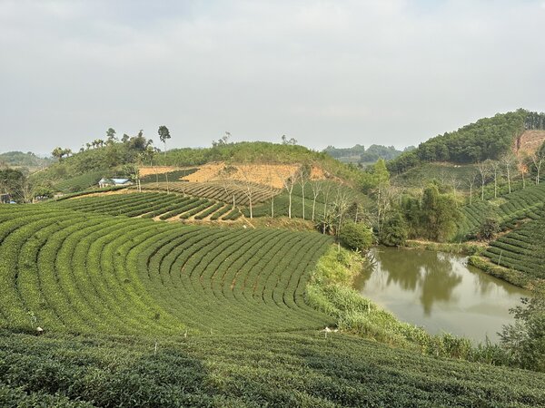 Vùng nguyên liệu trà Việt Anh